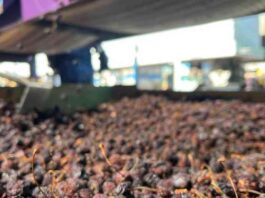 La cereza deshidratada busca abrirse camino en Chile: una alternativa para reducir pérdidas y diversificar el mercado