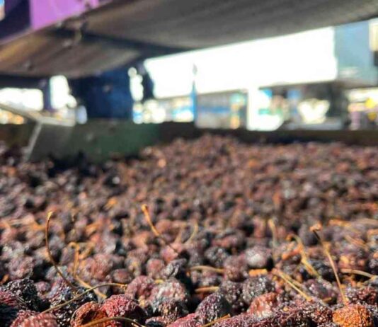 La cereza deshidratada busca abrirse camino en Chile: una alternativa para reducir pérdidas y diversificar el mercado