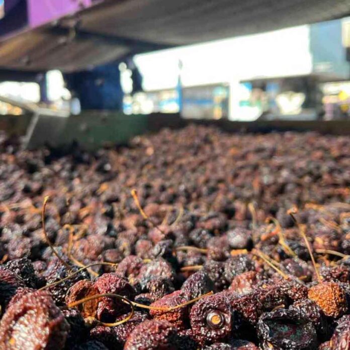 La cereza deshidratada busca abrirse camino en Chile: una alternativa para reducir pérdidas y diversificar el mercado