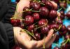 China: Un destino estratégico para entender el presente y futuro de la fruticultura chilena