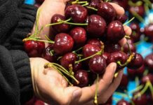 China: Un destino estratégico para entender el presente y futuro de la fruticultura chilena