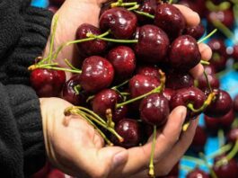 China: Un destino estratégico para entender el presente y futuro de la fruticultura chilena