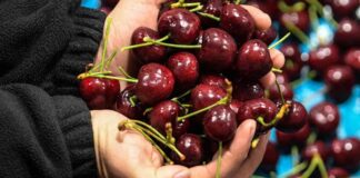 China: Un destino estratégico para entender el presente y futuro de la fruticultura chilena