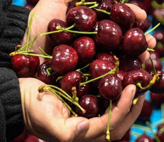 China: Un destino estratégico para entender el presente y futuro de la fruticultura chilena
