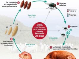 La plaga del gusano barrenador del ganado