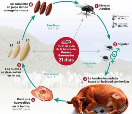 La plaga del gusano barrenador del ganado