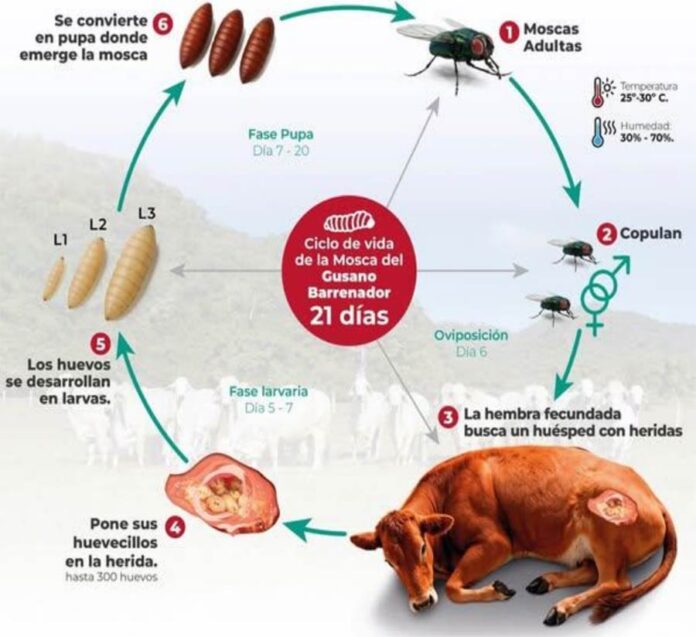 La plaga del gusano barrenador del ganado