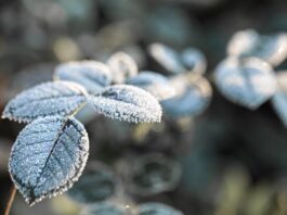 Proyecciones de invierno para Chile: lluvias cortas e intensas seguidas de largos periodos de frío extremo