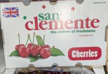Cosecheros chilenos conquistan Inglaterra con cerezas de clase mundial