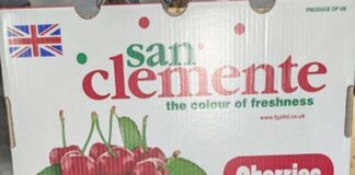Cosecheros chilenos conquistan Inglaterra con cerezas de clase mundial