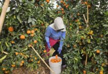 Agrícola San Clemente logra hito estratégico con operaciones en cuatro países