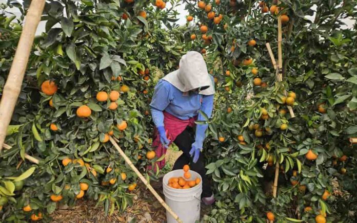 Agrícola San Clemente logra hito estratégico con operaciones en cuatro países