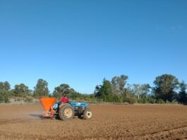INIA y Curimapu sellan alianza para multiplicar semilla de alfalfa Kauke