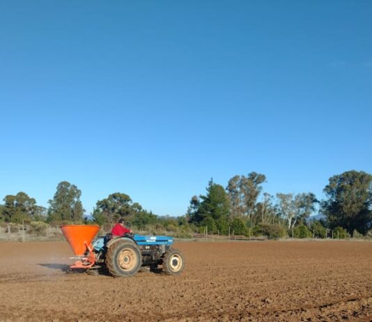 INIA y Curimapu sellan alianza para multiplicar semilla de alfalfa Kauke