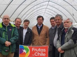 Arándanos: Se proyecta una temporada positiva pero con desafíos