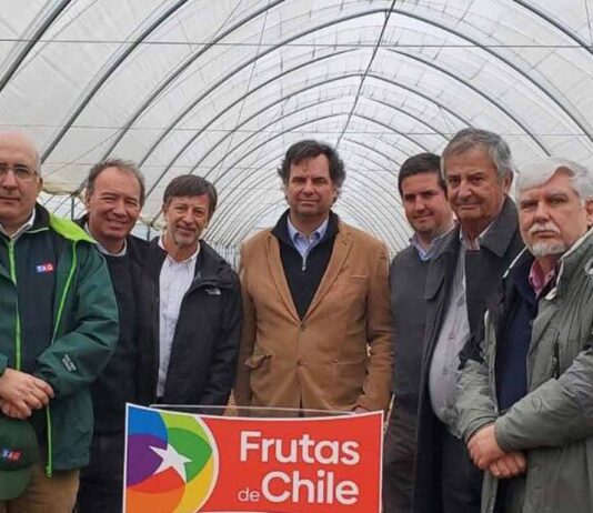 Arándanos: Se proyecta una temporada positiva pero con desafíos