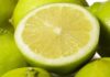 Benjamín Andes, la variedad chilena de limón que conquista mercados como Estados Unidos, Australia, España y Turqu