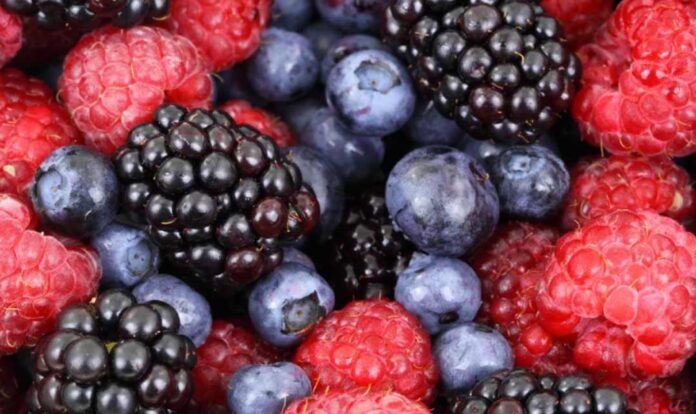 Berries chilenos y su potencial científico para enfrentar el cáncer colorrectal