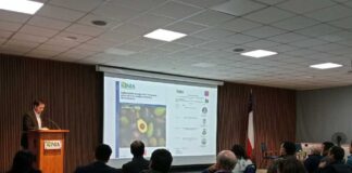 Calidad global de palta Hass: INIA presenta nuevo boletín técnico para enfrentar los desafíos de postcosecha
