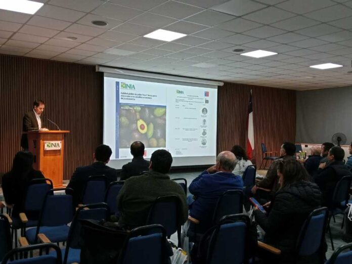 Calidad global de palta Hass: INIA presenta nuevo boletín técnico para enfrentar los desafíos de postcosecha