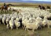 Chile suspendió la importación de carne argentina de la Patagonia y peligran mercados clave para el país trasandino