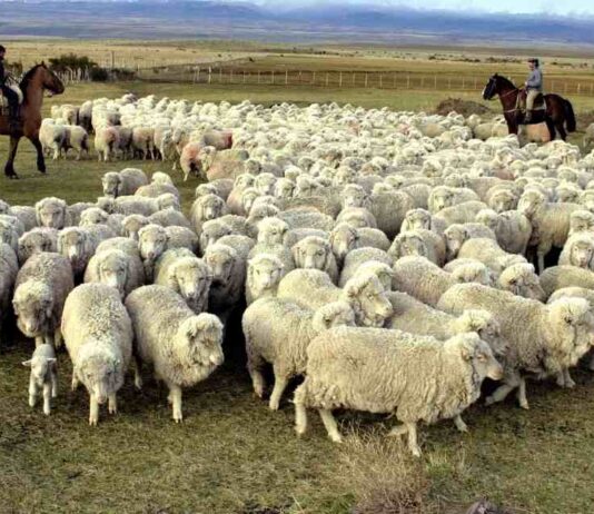 Chile suspendió la importación de carne argentina de la Patagonia y peligran mercados clave para el país trasandino