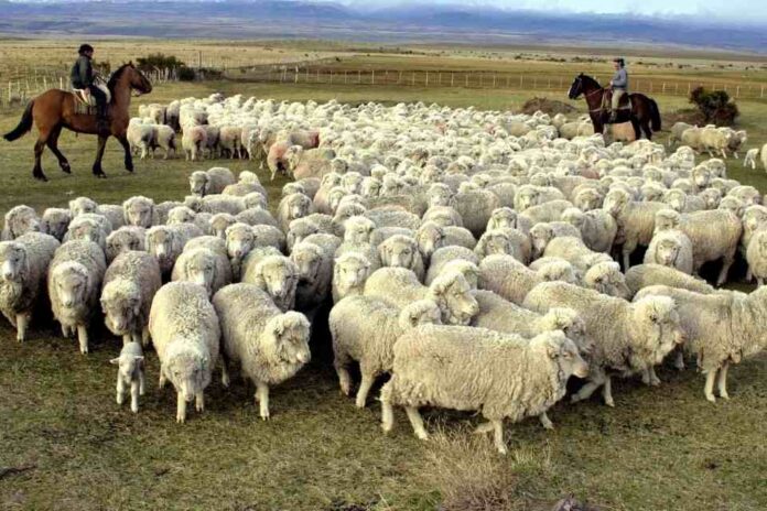 Chile suspendió la importación de carne argentina de la Patagonia y peligran mercados clave para el país trasandino