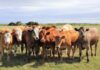 Chile suspende importación de carne argentina. tras reforma sanitaria interna de Milei