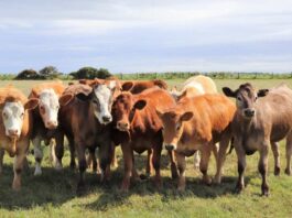 Chile suspende importación de carne argentina. tras reforma sanitaria interna de Milei