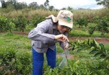 Científicos desarrollan método para detectar pesticidas en polen de azahar con mayor precisión y menor impacto ambiental