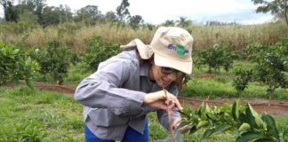 Científicos desarrollan método para detectar pesticidas en polen de azahar con mayor precisión y menor impacto ambiental