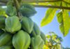 Cobquecura e INIA organizan seminario sobre desafíos agronómicos del papayo