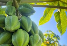Cobquecura e INIA organizan seminario sobre desafíos agronómicos del papayo