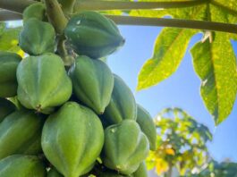 Cobquecura e INIA organizan seminario sobre desafíos agronómicos del papayo