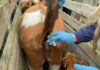 Comenzó muestreo de brucelosis bovina en ganado de familias de Cañete y Tirúa