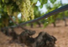 ¿Cómo prosperar en medio de la escasez de agua?