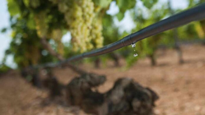 ¿Cómo prosperar en medio de la escasez de agua?