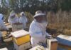 Cooperativa apícola del Huasco fortalecerá producción y comercialización nacional e internacional de su miel