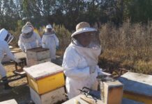 Cooperativa apícola del Huasco fortalecerá producción y comercialización nacional e internacional de su miel