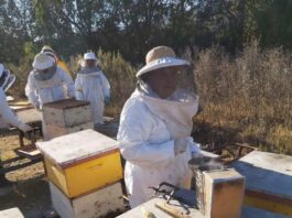 Cooperativa apícola del Huasco fortalecerá producción y comercialización nacional e internacional de su miel
