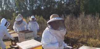 Cooperativa apícola del Huasco fortalecerá producción y comercialización nacional e internacional de su miel