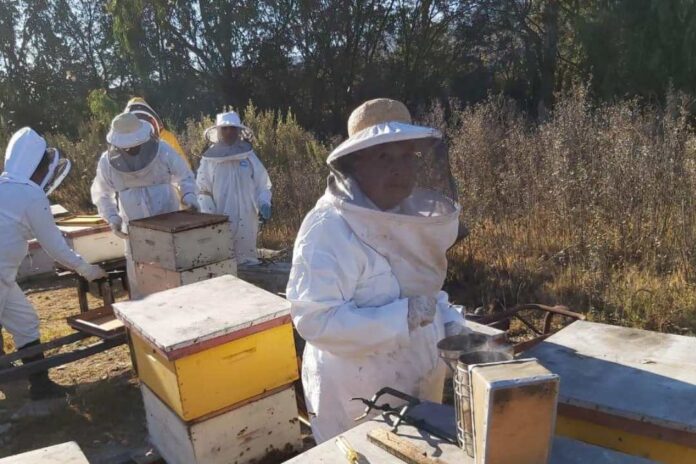 Cooperativa apícola del Huasco fortalecerá producción y comercialización nacional e internacional de su miel