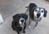 El Alzheimer Canino: Cuando la memoria de tu mascota empieza a desvanecerse