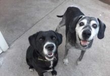 El Alzheimer Canino: Cuando la memoria de tu mascota empieza a desvanecerse