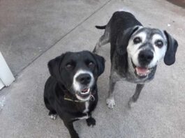 El Alzheimer Canino: Cuando la memoria de tu mascota empieza a desvanecerse