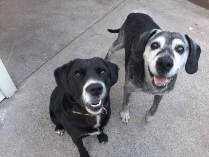 El Alzheimer Canino: Cuando la memoria de tu mascota empieza a desvanecerse