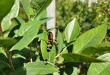 El poder del olfato: cómo la comprensión del idioma de los insectos puede transformar la agricultura