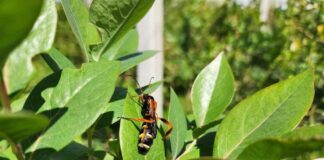 El poder del olfato: cómo la comprensión del idioma de los insectos puede transformar la agricultura