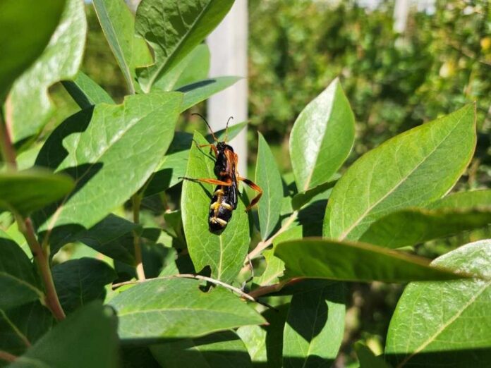 El poder del olfato: cómo la comprensión del idioma de los insectos puede transformar la agricultura
