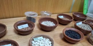 Especialistas ahondan en mejoramiento genético de los porotos y en los desafíos y tendencias de esta legumbre